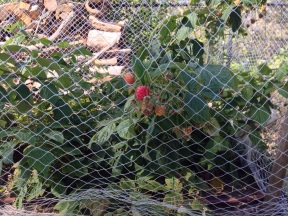 Raspberries fruits peeking out of our bird net