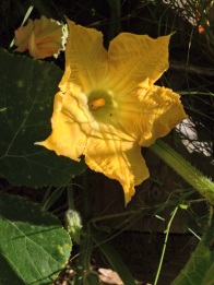 Ants crawling in the pumpkin flowers