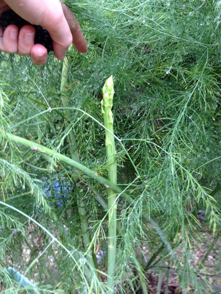 A tall asparagus shoot