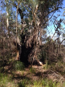 Giant hollow tree