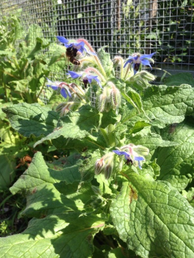 Bee sipping Borage nectar