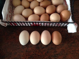 Fresh laid chicken eggs from all four chooks