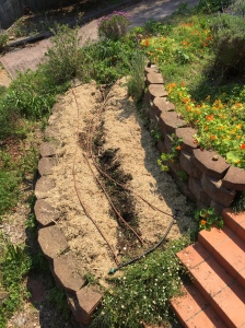 Mulched potato bed